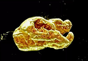 2.848 GRAMS ALASKAN YUKON BC NATURAL PURE GOLD NUGGET GENUINE (#AK103